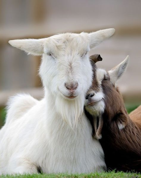 Submitted by: Unknown        (via Funky Goats)                Tagged:   shoulder ,  goats   Share on Facebook Goat Health, Goat Farming, Sweet Animals, Animal Planet, Animal Photo, Animals Friends, Beautiful Creatures, Animal Kingdom, Animals Beautiful