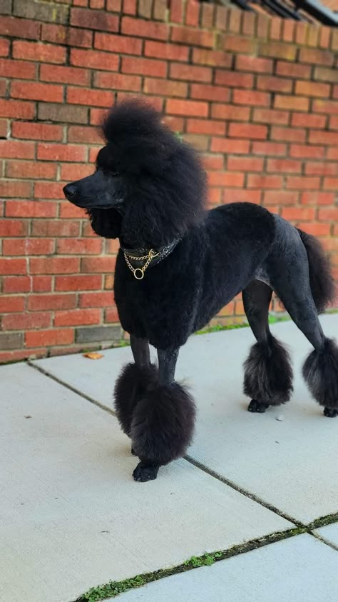 Female Poodle Haircut, Unique Poodle Haircut, Fun Poodle Haircut Styles, Black Poodle Haircut Styles, Black Standard Poodle Haircut Styles, Creative Poodle Grooming, Male Poodle Haircut Styles, Poodle Grooming Styles, Poodle Collar