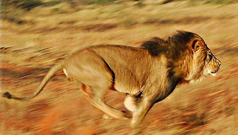 Lion Sketch, Cat Run, Lions Photos, Lion Painting, Cat Reference, Lion Pictures, African Lion, Wildlife Photos, Australian Animals