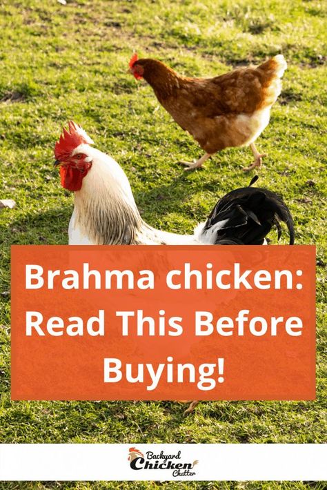 Brahma Chicken Coop, Buff Brahma Chicken, Light Brahma Chicken, Chicken Breeds For Eggs, Best Chicken Breeds, Light Brahma, Birds As Pets, Raising Livestock, Chickens Backyard Breeds