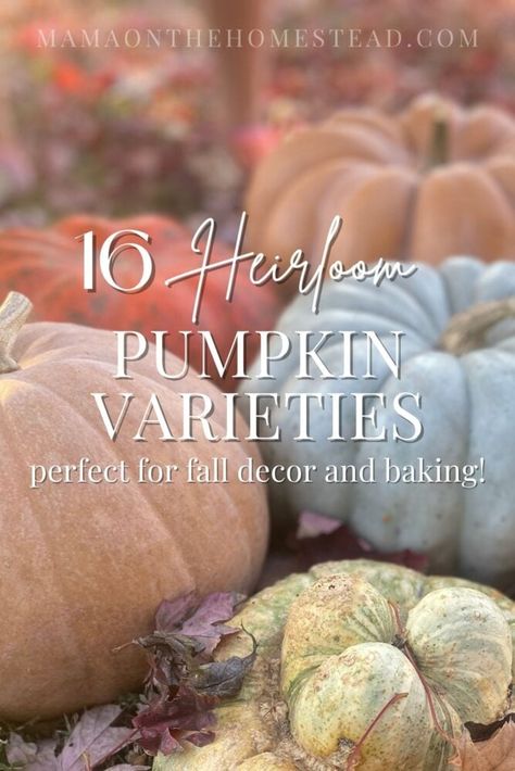 Do you want pumpkins that look beautiful, but can also make a yummy pie? Check out these 16 dual-purpose heirloom pumpkin varieties! #pumpkins #heirloompumpkins #pumpkinvarieties #perfectpumpkin #homesteading #homesteadgardening #growpumpkins #gardening Jarrahdale Pumpkin, Heirloom Pumpkins, Yummy Pie, Pumpkin Varieties, Natural Gardening, Pumpkin Dishes, Cinderella Pumpkin, Growing Pumpkins, Cheese Pumpkin