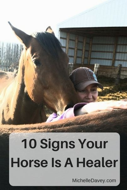 Equine Bodywork, Senior Horse Care, Horse Healing, Equine Veterinarian, Horse Farm Ideas, Horse Behavior, Diy Horse Barn, Horse Lessons, Horse Whisperer