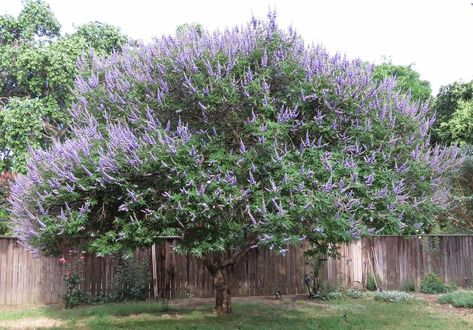 Entire plant photo of Chaste Tree (Vitex agnus-castus) uploaded to Garden.org by DebraZone9 Vitex Tree, Vitex Agnus Castus, Agnus Castus, Chaste Tree, Lombok, Photo Location, Northern California, Secret Garden, Garden Plants