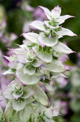 Salvia Sclarea, Buy Plants Online, Wildlife Gardening, Cold Frame, School Garden, Plant Spacing, Garden Show, Gardening Advice, Pink And White Flowers