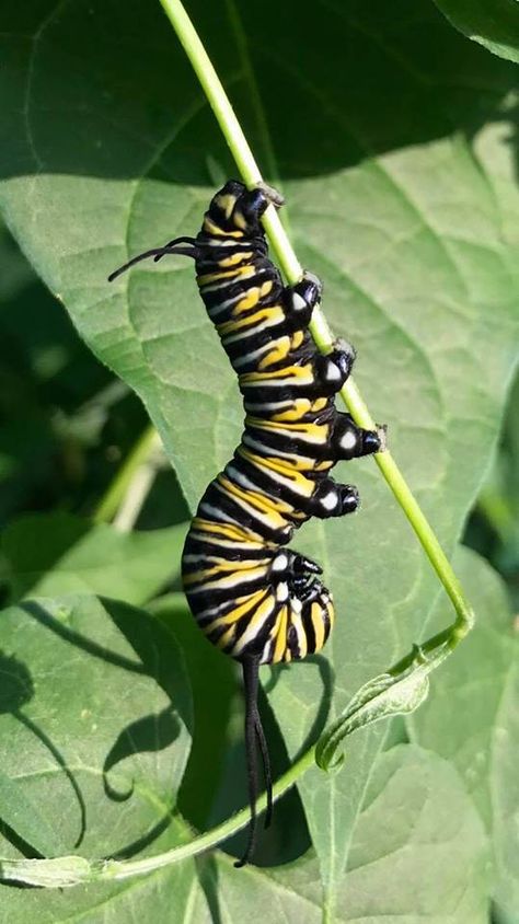 Monarch Butterfly Caterpillar, Butterfly Evolution, Bug Watercolor, Black Caterpillar, Caterpillar Insect, Butterfly Cocoon, Monarch Caterpillar, Moth Butterfly, Beautiful Butterflies Art