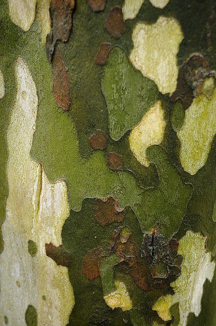 Sycamore Tree, Tree Textures, Foto Art, Tree Bark, Natural Forms, Patterns In Nature, Color Textures, Green Aesthetic, Natural Texture