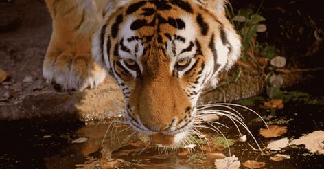 Tiger Gif, Tiger Facts, Joel Sartore, Rare Species, Striped Cat, Rare Animals, Photography Subjects, Animal Species, Cute Wild Animals