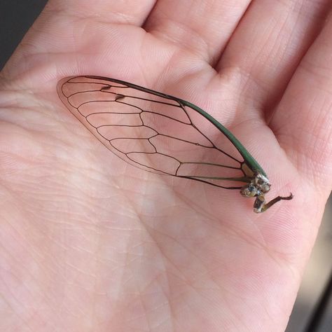 Cicada Hand Tattoo, Insect Wings Tattoo, Cicada Wing Tattoo, Cicada Tattoo, Cicada Wings, Thumb Tattoos, Tattoo Concepts, Bug Tattoo, Insect Wings