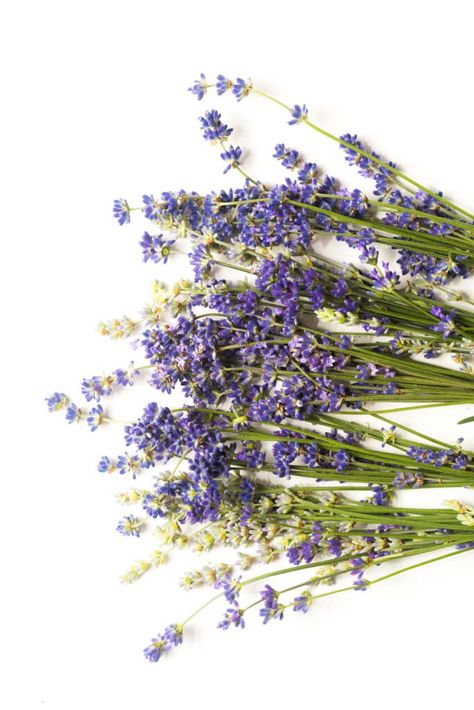 Dry Lavender, Gardening Design Diy, Lavender Leaves, Lavender Petals, Dehydrated Vegetables, Gardening Design, Dried Rose Petals, Bountiful Harvest, Spring Fever