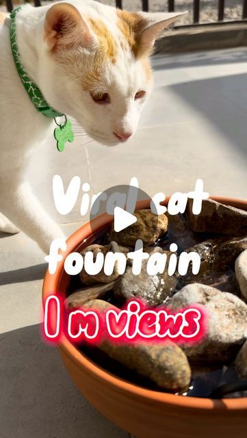 How to take care of cats 🐈 on Instagram: "1. Water pump TEMU
2. Clay bowl (day to day)
3. Stones from the street
4. Gauze from the pharmacy
⠀
Follow me for more cats DIY 🐈" Diy Cat Fountain, Diy Cat Water Fountain, Diy Water Fountain, Cat Fountain, Diy Fountain, Cat Water Fountain, Drinking Fountain, Natural Cat, Clay Bowl