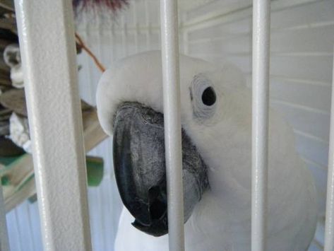 Bird Whisperer, Cockatoo Toys, Bird Training, Toys For Parrots, Parrot Training, Birds Feathers, Caw Caw, Not Human, Bird Brain