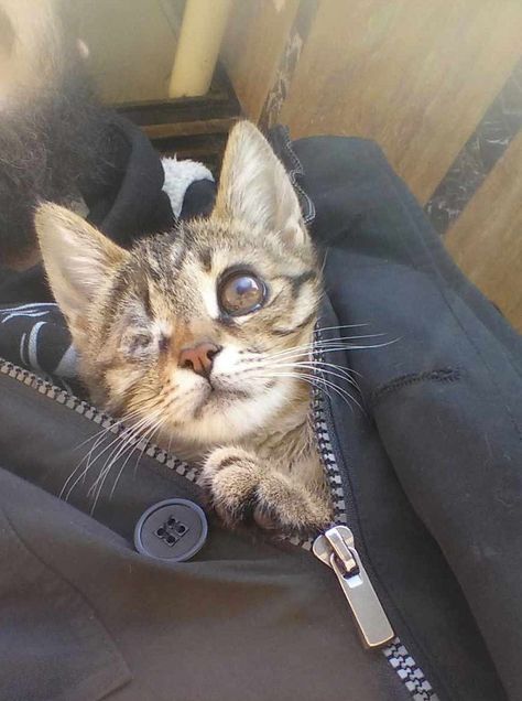 See how one man's kindness saved the life of a tiny kitten. #kittens #cat Tiny Kitten, Cat Stories, Cute Kitties, Cat Boarding, Animal Stories, Here Kitty Kitty, Grumpy Cat, I Love Cats, Kitty Kitty