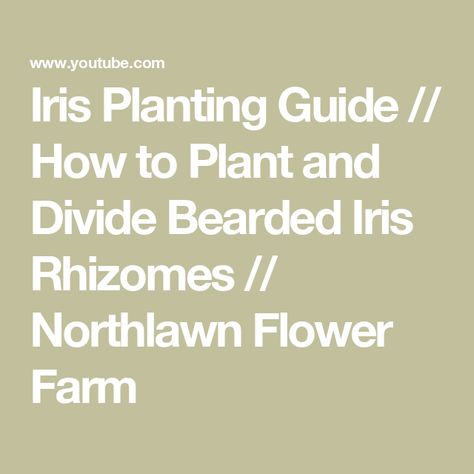 Iris Planting Guide // How to Plant and Divide Bearded Iris Rhizomes // Northlawn Flower Farm Iris Rhizomes, Planting Guide, Root System, Bearded Iris, Flower Farm, Planting, Divider, Plants, Flowers