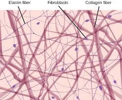 areolar connective- contains fibroblasts, collagenous, and elastic fibers. found under the skin and between muscles Cells Diagram, Loose Connective Tissue, Hyaline Cartilage, Tissue Biology, Bone Tissue, Thoracic Cavity, Histology Slides, Biology Textbook, Integumentary System