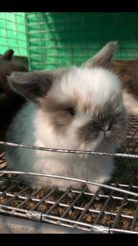 Baby American Fuzzy Lop - AH Rabbitry American Fuzzy Lop Rabbit, American Fuzzy Lop Bunny, American Fuzzy Lop, Lop Bunnies, Cute Baby Bunnies, Baby Bunnies, Cute Bunny, Animals