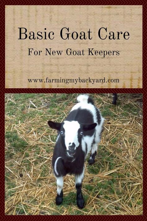 Thermaland Oaks, Goat Pen, Female Goat, Happy Goat, Goat House, Raising Farm Animals, Goat Care, Goat Barn, Boer Goats