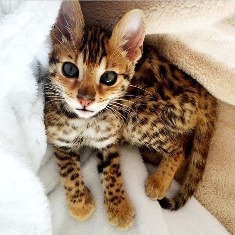 I will have a leopard kitty one day!!!  soooo cute!!! Hee Hee, Bengal Cat, Animal Videos, Cute Animal Videos, Animal Gifs, Cat Lady, Cat Love, Cheetah Print, Cats And Kittens