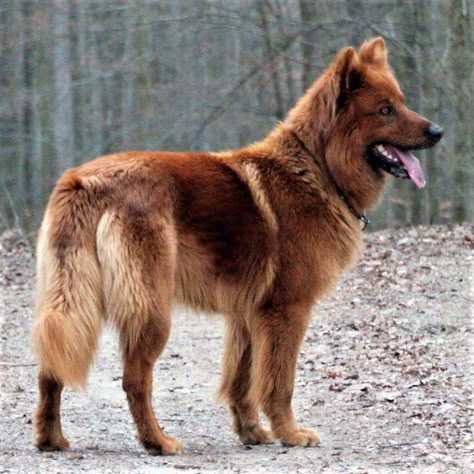 Brown German Shepherd, Bremen Town Musicians, Golden Wolf, Pretty Dog, Australian Shepherd Dogs, Herding Dogs, Pretty Dogs, Alaskan Malamute, Brown Dog