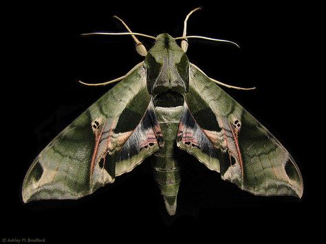 Pandora Sphinx Moth Tattoo, Pandora Sphinx Moth, Sphinx Moth Tattoo, Butterfly Museum, Sphinx Moth, Hardscape Ideas, Talk Like A Pirate, Moth Wings, Ios Themes