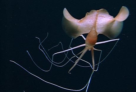 Animal A Day!: Big Fin Squid Deep Sea Squid, Deep Sea Animals, Alien Pictures, Creature Marine, Giant Squid, Deep Sea Creatures, Water Life, Calamari, Hot Topics