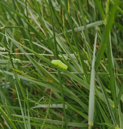 Bug Background Aesthetic, Aesthetic Bug, Caterpillar Aesthetic, Blue Caterpillar Aesthetic, Bug Aesthetic, Summer Spring Aesthetic, Green Bug Aesthetic, Playlist Inspiration, Yellow Slug Bug Aesthetic