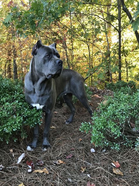 Cane Corso Italian Mastiff Puppies, Italian Mastiff Puppies, Dogs Drawing, Big Dogs Breeds, Biggest Dog In The World, Cane Corso Italian Mastiff, Pet Anime, Cane Corsos, Italian Mastiff