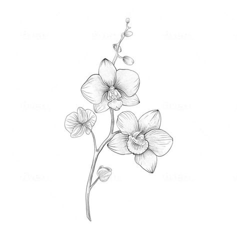 hand drawn fine line unique tattoo design Fineline Orchid Tattoo, Orchid Fine Line Tattoo, Orchid Line Drawing, Fine Line Orchid Tattoo, Orchid Flower Tattoo, Tattoo Orchid, Unique Flower Tattoos, Orchid Tattoo Design, Orchid Flower Tattoos