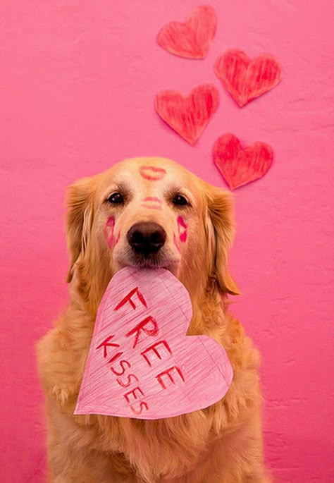 Free Kisses Dog Photo Ideas, Dog Calendar, Dog Photoshoot, Valentines Day Dog, A Golden Retriever, Dog Pics, Pet Photos, My Funny Valentine, Valentine Photo