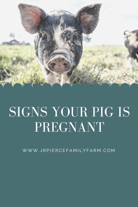 Pig Farrowing, Kunekune Pigs, Pig Waterer, Kune Kune Pigs, Raising Pigs, Pig Care, Pig House, Mini Pigs, Pregnancy Signs