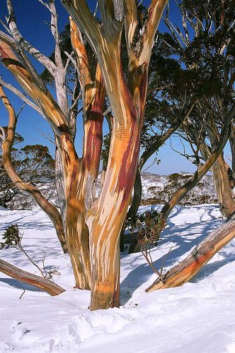 Snow Gum Tree, Australia | Flickr - Photo Sharing! Snow Gum Tree, Water Gum Tree, Gumtree Paintings, Gum Tree Bark, Australian Gum Trees Paintings, Colourful Trees, Australian Scenery, Australian Landscapes, Gum Trees