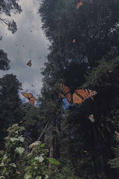 Aesthetic Butterflies, Butterflies Nature, Pic Aesthetic, Butterfly Aesthetic, Butterflies, Trees, Nature