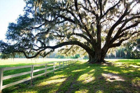 The Mighty Southern Live Oak Tree - South Carolina Lowcountry Southern Live Oak Tree, Southern Live Oak, Live Oak Tree, Texas Landscaping, South Carolina Lowcountry, Edisto Beach, Edisto Island, Botany Bay, Tree Study