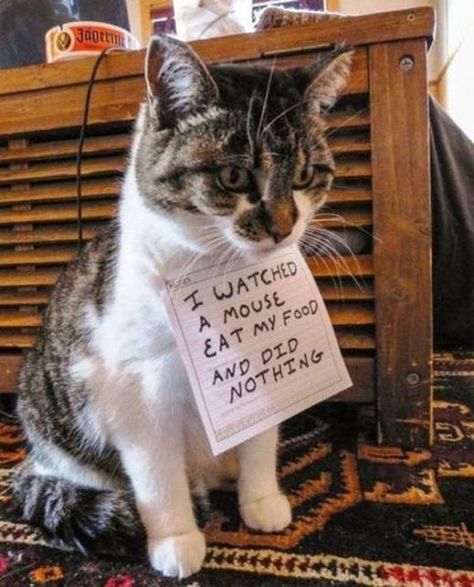 Animal Captions, Cat Shaming, Animal Shaming, Cute Cat Memes, Funny Cats And Dogs, Funny Cat Memes, Funny Cat Pictures, Hamsters, Funny Cat Videos