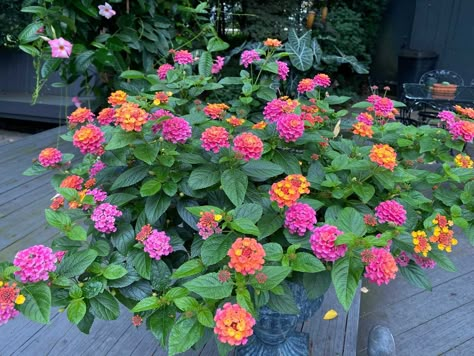 How to Grow Lantana in Pots: Ultimate Care Guide Lantana In Pots, Lantana Plant, Cherry Tomato Plant, Potted Plants Outdoor, Container Gardening Flowers, Plants For Hanging Baskets, Flower Pots Outdoor, Garden Containers, Outdoor Flowers