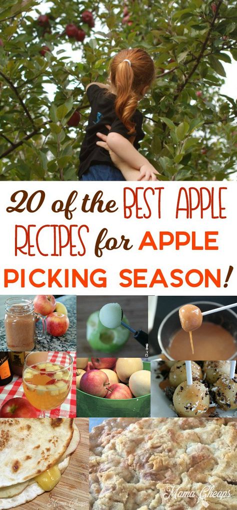 Apple Picking Recipes, Fresh Picked Apple Recipes, Apple Theme Parties, Apple Tree Farm, Apple Spice Cupcakes, Best Apple Recipes, Apple Picking Season, Salted Caramel Apple Pie, Baked Apple Recipes