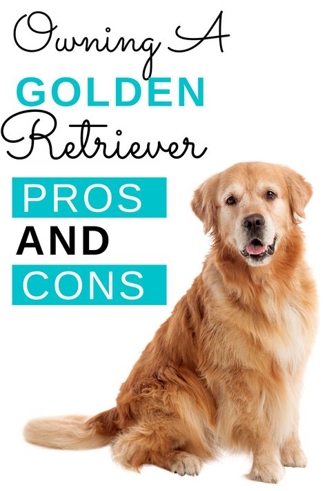 If you are looking to bring a golden retriever into the family, it’s important to research ahead of time to ensure that it’s the right pet for you. Learn the pros and cons of owning a golden retriever in this article. Golden Retriever Puppy Essentials, Male And Female Animals, A Golden Retriever, Animal Health, Popular Dog Breeds, Most Popular Dog Breeds, Golden Retriever Puppy, Animal Behavior, Therapy Dogs