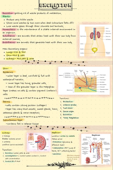 Leaving Cert Biology Notes, Leaving Cert Notes, Cosmetic Nursing, Hesi A2, Chemistry Between Two People, Leaving Cert, Biology Revision, Exam Revision, Sign Language Lessons