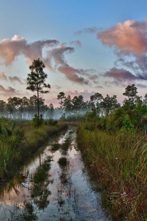 Florida Everglades Photography, Florida Wildlife Photography, Everglades National Park Photography, Florida Everglades Aesthetic, Everglades Tattoo, Everglades Aesthetic, Everglades Photography, Swamp Aesthetic, Florida Scenery