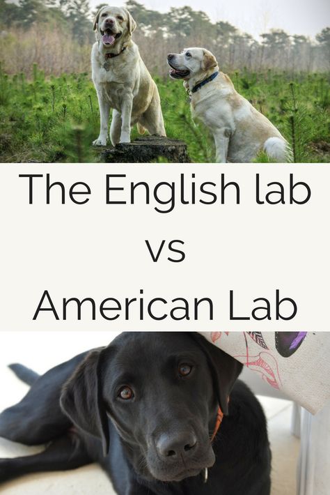 For anyone who loves Labs, Labrotties, and Rottweiler mix dogs! and of course, for anyone who loves dogs! Rottweiler Mix Dogs, American Labrador Retriever, American Labrador, Mixed Dogs, German Dog Breeds, Gsp Dogs, English Lab, German Shorthaired Pointer Dog, Pointer Puppies