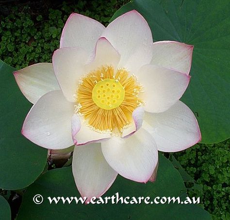 Lotus Flower From Above, Mums Tattoo, Lotus Drawing, Mum Tattoo, Koi Painting, Vietnam Art, Water Lilly, Diy Paper Crafts Decoration, Lotus Flowers