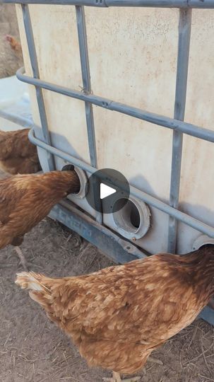 682K views · 3.6K reactions | IBC chicken feeder for the DIY people out there! | By Wolki Farm | I've had a few enquiries to
have a look at this feed setup. It's just an IBC tote with
90degree pipes fitted in the side. See that? And the feed
just gravity feeds down. Water stays out pretty well. Ibc Tote Ideas, Feeders For Chickens, Chicken Feeder Ideas, Diy Chicken Waterer, Chicken Waterer Diy, Chicken Water Feeder, Gravity Feeder, Chicken Feeder Diy, Totes Ideas