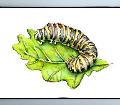 Inch By Inch Caterpillar Drawing, Inch By Inch, Watercolor Sketching, Watercolor Books, The Monarch, Watercolor Sketch, Mothers Love, Caterpillar, Painting Techniques