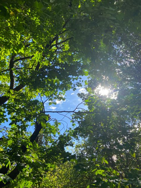 Tree Shade Aesthetic, Sun Through Trees Aesthetic, 12pm Aesthetic, Sunny Day Aesthetic Wallpaper, Green Nature Aesthetic Wallpaper, Sun Day Aesthetic, Noon Sky Aesthetic, Green Scenery Aesthetic, Green Tree Aesthetic