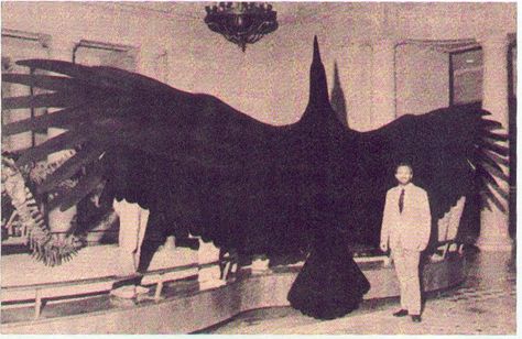 Argentavis, the 25 foot terror bird. Teratorns (from the Greek Τερατορνις Teratornis, ‘monster bird’) were very large birds of prey that lived in North and South America from Miocene to… Big Animals, Extinct Animals, Prehistoric Animals, Historical Facts, Big Bird, Large Animals, Birds Flying, White Photo, Natural History