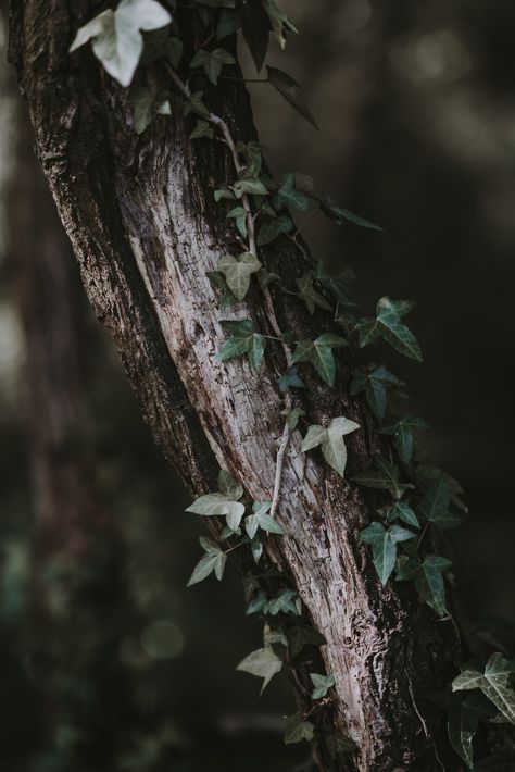 Green Forest Fairy Aesthetic, Strange Forest Aesthetic, Dark Forest Spirit Aesthetic, Ivy Tree, Nature Aesthetic Green Forest, Forestcore Aesthetic, Old Growth Forest Aesthetic, Holly Tree, Gothic Garden