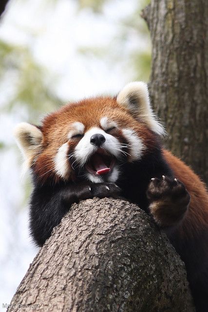 Tired Panda | Mark Dumont | Flickr Panda Photo, Red Panda Cute, Petit Tattoo, Panda Panda, Red Pandas, Panda Love, Cute Animals Images, Baby Panda, Cute Wild Animals