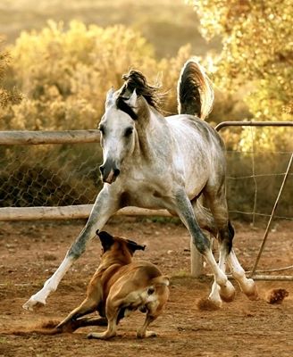 Boerboel Farm Dogs: Boerboel Romps with Arabian Horse Beautiful Arabian Horses, Farm Dogs, Horse Farm, Animals Friendship, Majestic Horse, Horses And Dogs, All The Pretty Horses, Horse Crazy, Equine Photography