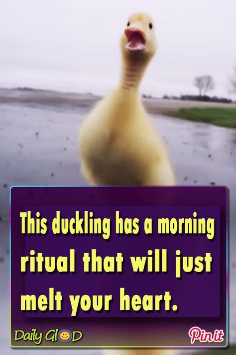 I thought I’d seen it all, but I guess I was wrong! – This duckling has a morning ritual that will just melt your heart… #duckling #morning #ritual #funny #viral #duck Fun Animals, Cute Ducklings, Funny Duck, Different Birds, Fun Photos, I Was Wrong, Cute Good Morning, Animal Stories, Animal Videos