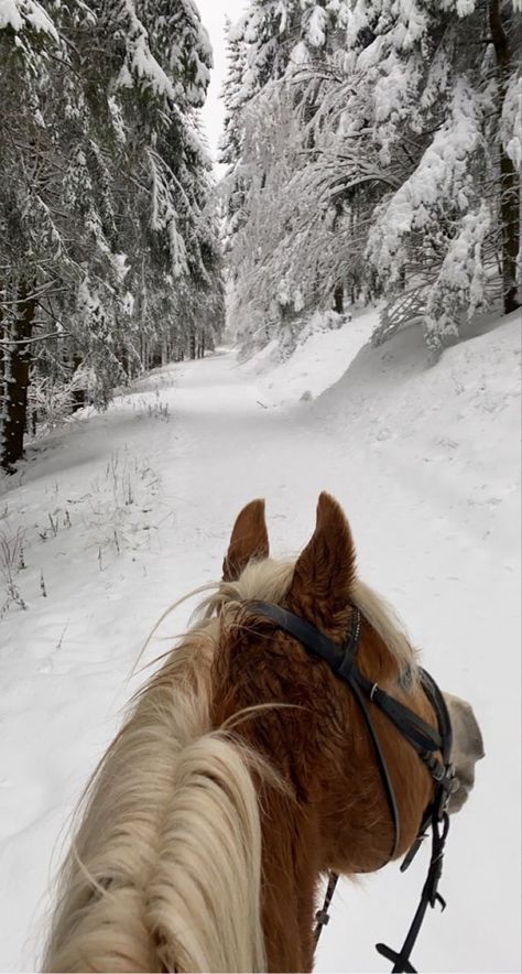 The Way Back Home, Lost In The Forest, Horses In Snow, Haflinger Horse, Horse Riding Aesthetic, Winter Horse, Horse Photo, Way Back Home, Christmas Horses