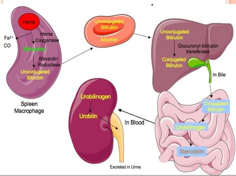 Bilirubin, Bile, and Conjugated Bilirubin pathways in hepatic (liver) and hematologic (blood) systems. Yay for color coding!! Bilirubin Metabolism, Gilbert's Syndrome, Medical Biology, Doctor Of Nursing Practice, Nursing Leadership, Medical Ultrasound, Human Physiology, Nursing School Essential, Medical Marketing